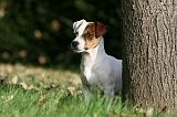 JACK RUSSEL 164